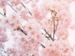 -武汉大学-樱园