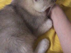 -袖虎·猫馆(体育西路店)
