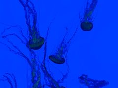 -瑞普利水族馆