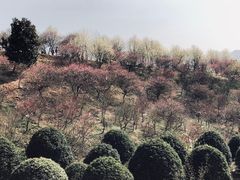 -新建村梅花