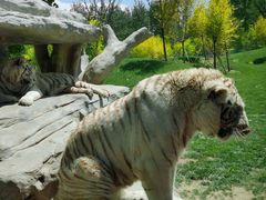 -北京野生动物园