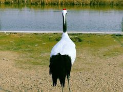 -盐城丹顶鹤湿地生态旅游区