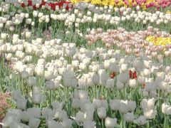 -石家庄市植物园