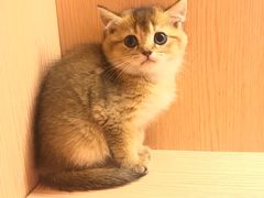 -Pets First伊珊娜洗护·精致美容·家庭式寄养(新会路店)