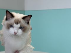 -怪兽屋·羊驼·猫咖·狗咖(俊华广场店)