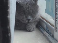 -宠爱国际动物医院· 猫科· 外科·中兽医(长白店)