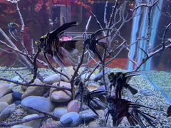 -上海海洋水族馆