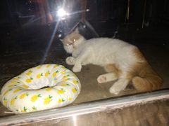 -喵屿·大理花园猫咖