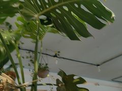 -懒人盐府人家·自贡大麻鱼(安贞店)