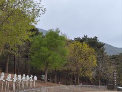 -北京西山国家森林公园