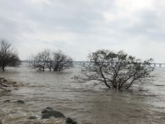 -宝安西湾红树林湿地公园