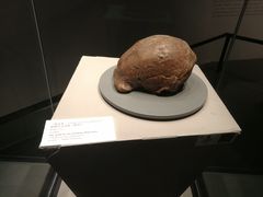 -北京周口店北京人遗址博物馆