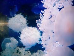 -芜湖新华联大白鲸海洋公园