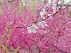 -石家庄市植物园