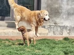 -趣玩宠物乐园寄养训犬训狗游泳池