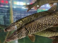 -煲来饱去冷水鱼