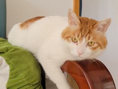 -宠福鑫动物医院(望京分院)