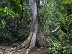 -中国科学院西双版纳热带植物园