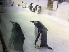 -芜湖新华联大白鲸海洋公园