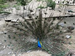 -栾川竹海野生动物园