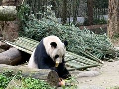 -都江堰中华大熊猫苑