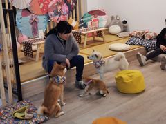 -柴迷FANS CLUB·柴犬狗咖·猫咖