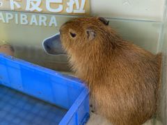 -怪兽屋·羊驼·猫咖·狗咖(俊华广场店)