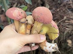 -铁山坪森林公园