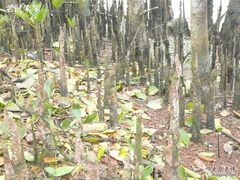 -东寨港红树林旅游区