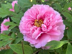 -洛阳市隋唐城遗址植物园