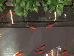 iphone_upload_pic-旺顺阁鱼头泡饼(小红门店)
