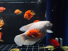 -C31地窖餐厅(黑龙江北路店)