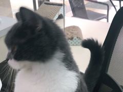 -老吴的猫·猫舍(新区店)