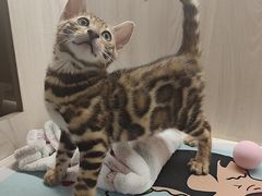 -喵zoo家庭繁育猫舍(尖东智能花园店)