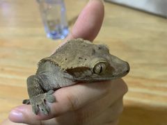 -藦茜花园宠物主题亲子互动体验馆(国顺东路店)