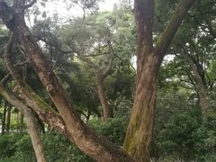 -云溪植物园