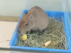 -怪兽屋·羊驼·猫咖·狗咖(俊华广场店)