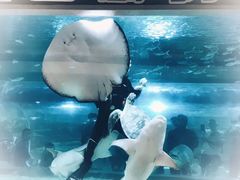 -绍兴梦享海洋公园