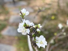 -洛阳市隋唐城遗址植物园