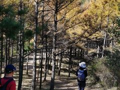 -北京鹫峰国家森林公园