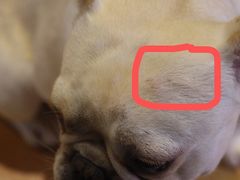 -more than meow吴止猫主题餐厅(承德 中船汇店)