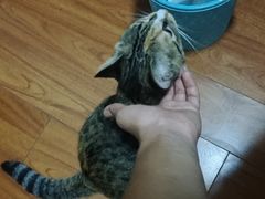 -瑞鹏宠物医院·超声·骨科·奇麟分院(蜀都万达店)