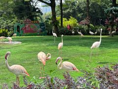 -广州长隆飞鸟乐园