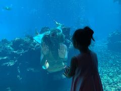 -海棠湾洲际-涛·海底餐厅·美人鱼·自助餐·海底隧道