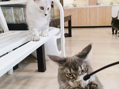 -十年猫舍·猫咪专门店(普陀店)