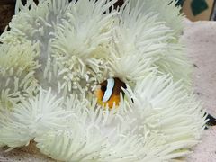 -太平洋海底世界