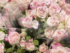 -循礼门鲜花花市(武汉循礼门店)