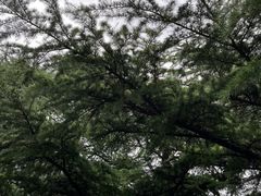 -香山公园