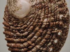 -青岛贝壳博物馆