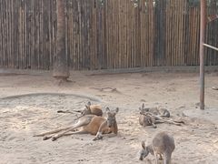 -深圳野生动物园
